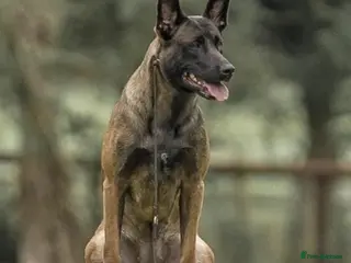 Belgian Shepherd Dog dogs Lorocmor Luna and Lorockmor Butch pups for sale - Advert 5