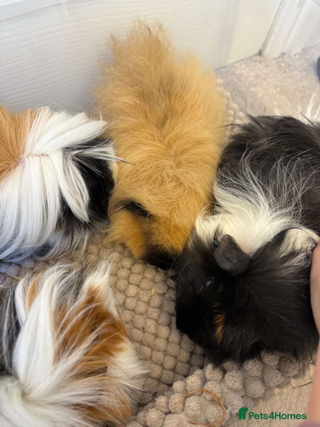 Guinea Pig rodents for sale: Herd of 4 female guinea pigs  - Advert 2