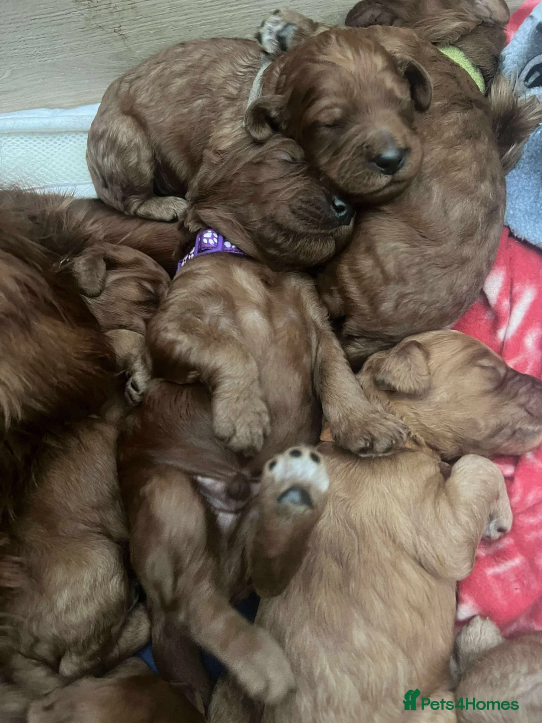 Irish Doodle dogs for sale: Stunning Irish Doodle Puppies F1 - Advert 2