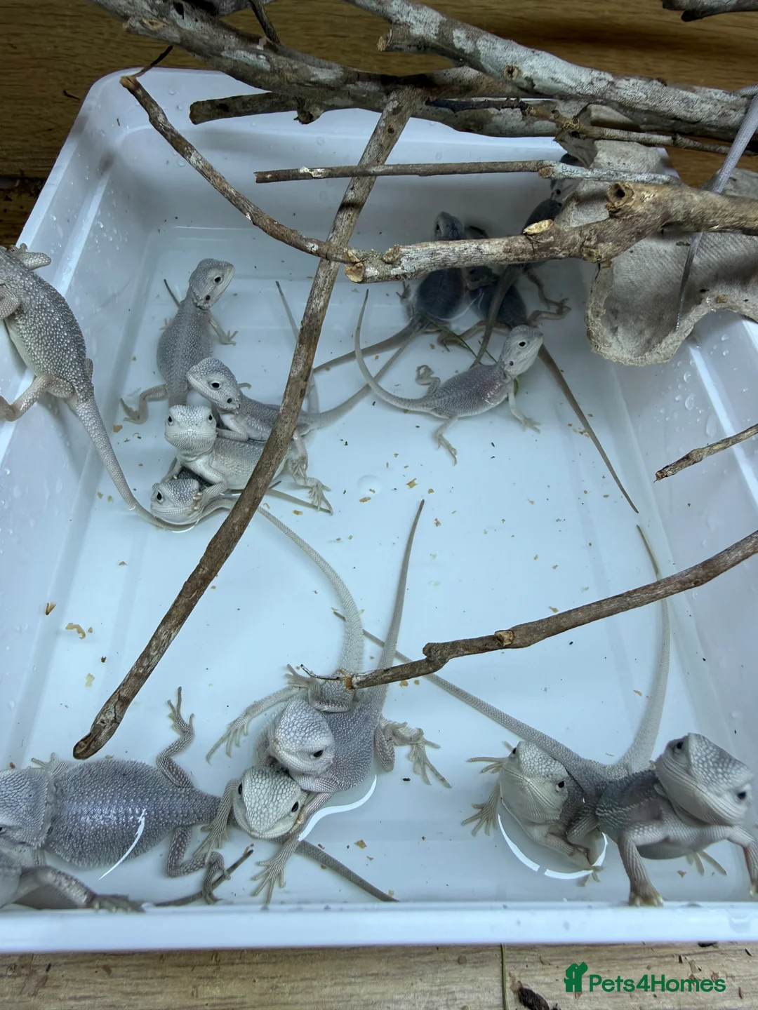 Bearded Dragon reptiles for sale: Hypo Zero Bearded Dragons 🤍 - Advert 3