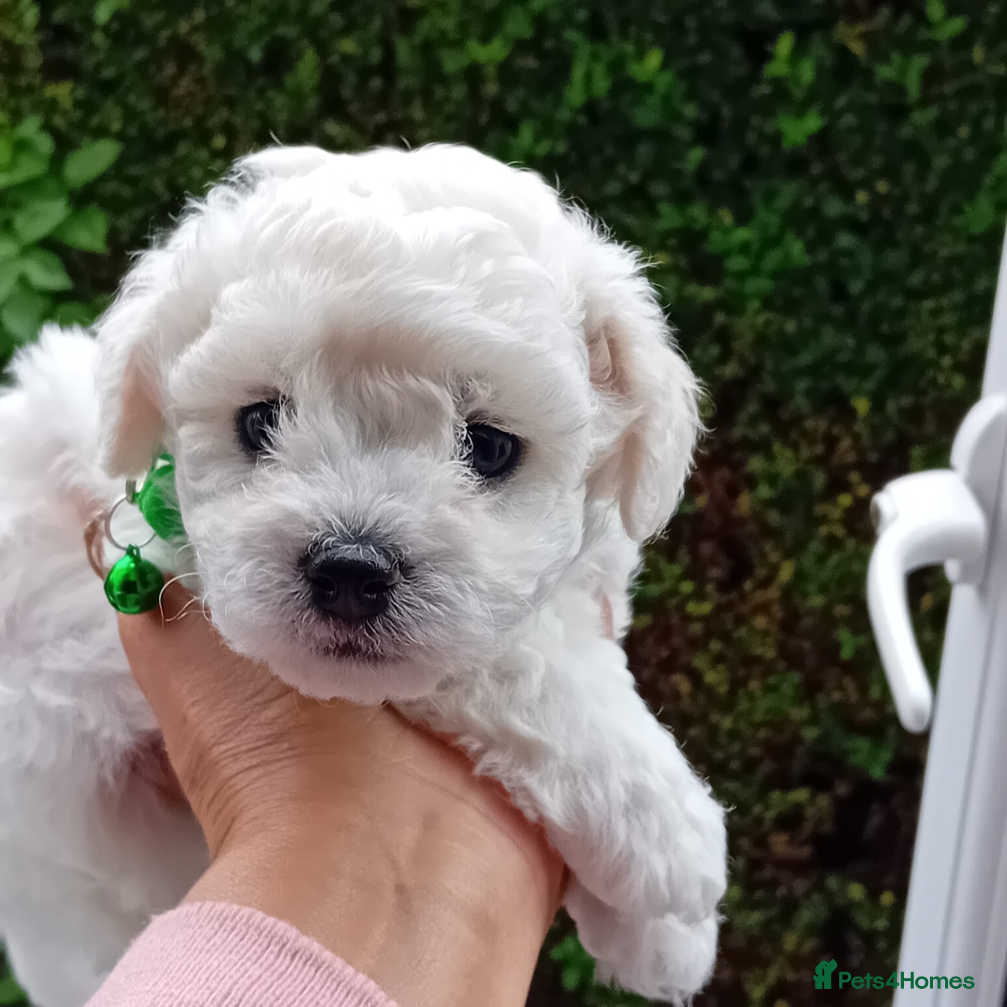 Bichon Frise dogs Bichon Frise ( 2 boys 2 girls ) - Advert 2