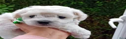 Bichon Frise dogs for sale: Bichon Frise ( 1 boy left ) - Advert 10