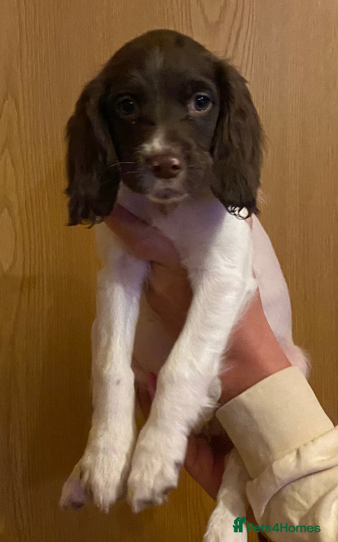 Sprocker dogs for sale: 3 Sprockers left - Advert 3