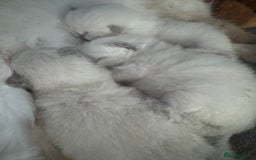 Ragdoll cats for sale: Absolutely Stunning litter of pure Ragdoll kittens - Image 4