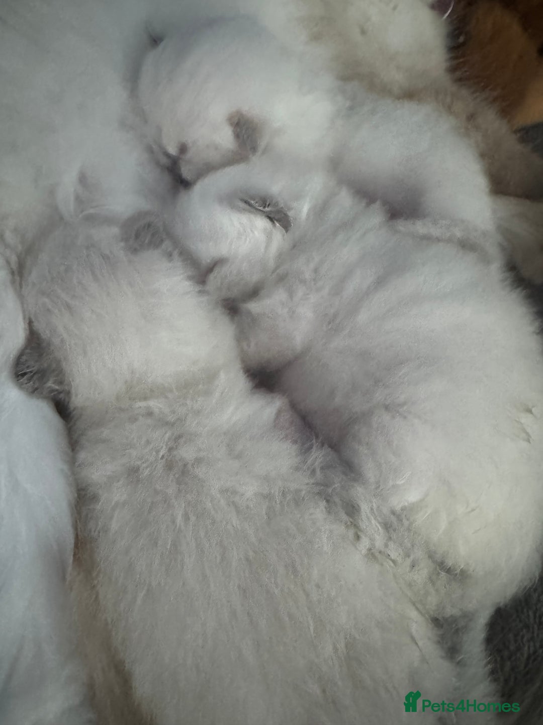 Ragdoll cats for sale: Absolutely Stunning litter of pure Ragdoll kittens - Image 4