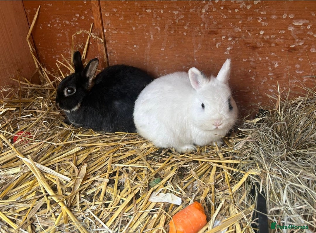 Netherland Dwarf rabbits for sale: Super friendly, super cuddly  Netherland Dwarf boy - Image 3