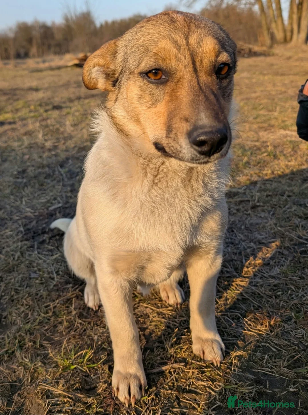 German Shepherd dogs for adoption: 🐾 DANA – Female German Shepherd 🐾 in West Malling - Advert 1