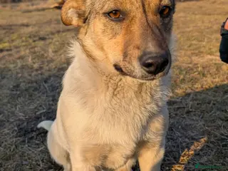 German Shepherd dogs 🐾 DANA – Female German Shepherd 🐾 - Advert 12