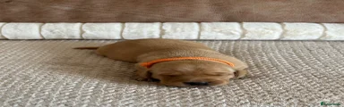 Labrador Retriever 2