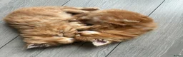 Mixed Breed cats for sale: Healthy , Energetic, Absolutely stunning 8  - Advert 17