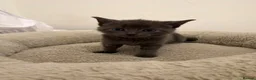 Mixed Breed cats for sale: Kittens  - Advert 8