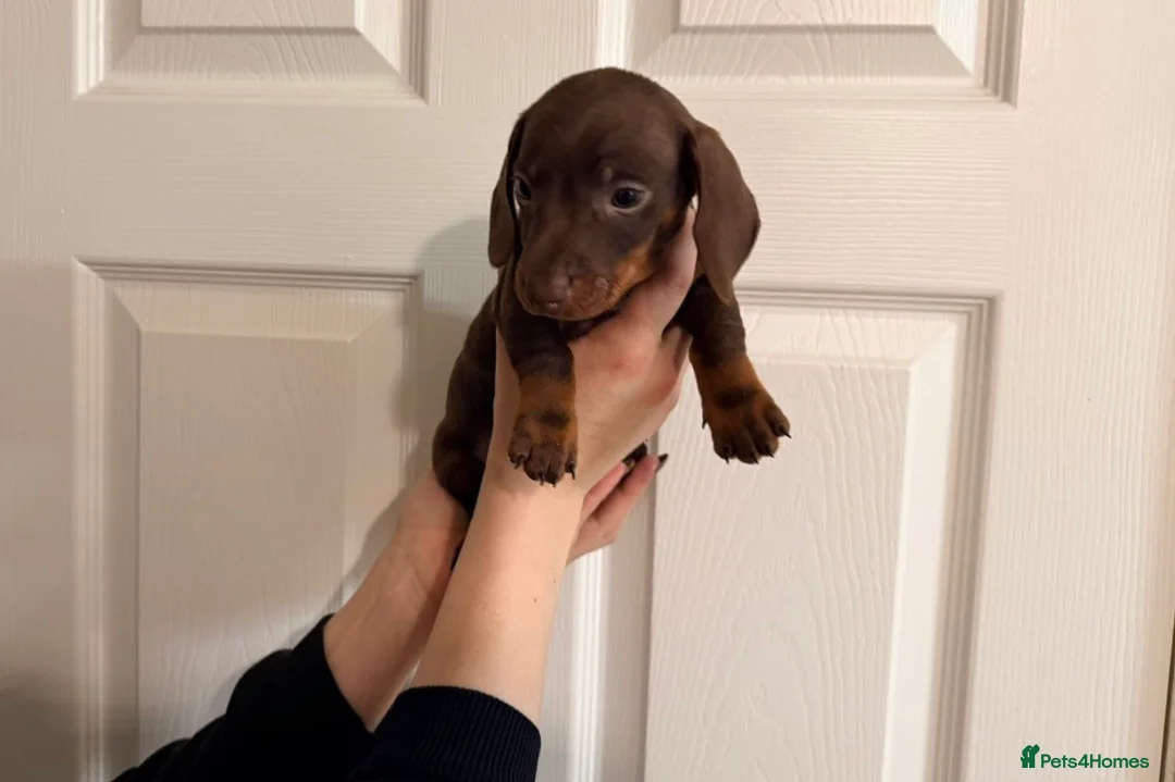 Miniature Dachshund dogs for sale: 🐾 MINI DASCHUND PUPPIES 🐾 - Advert 5