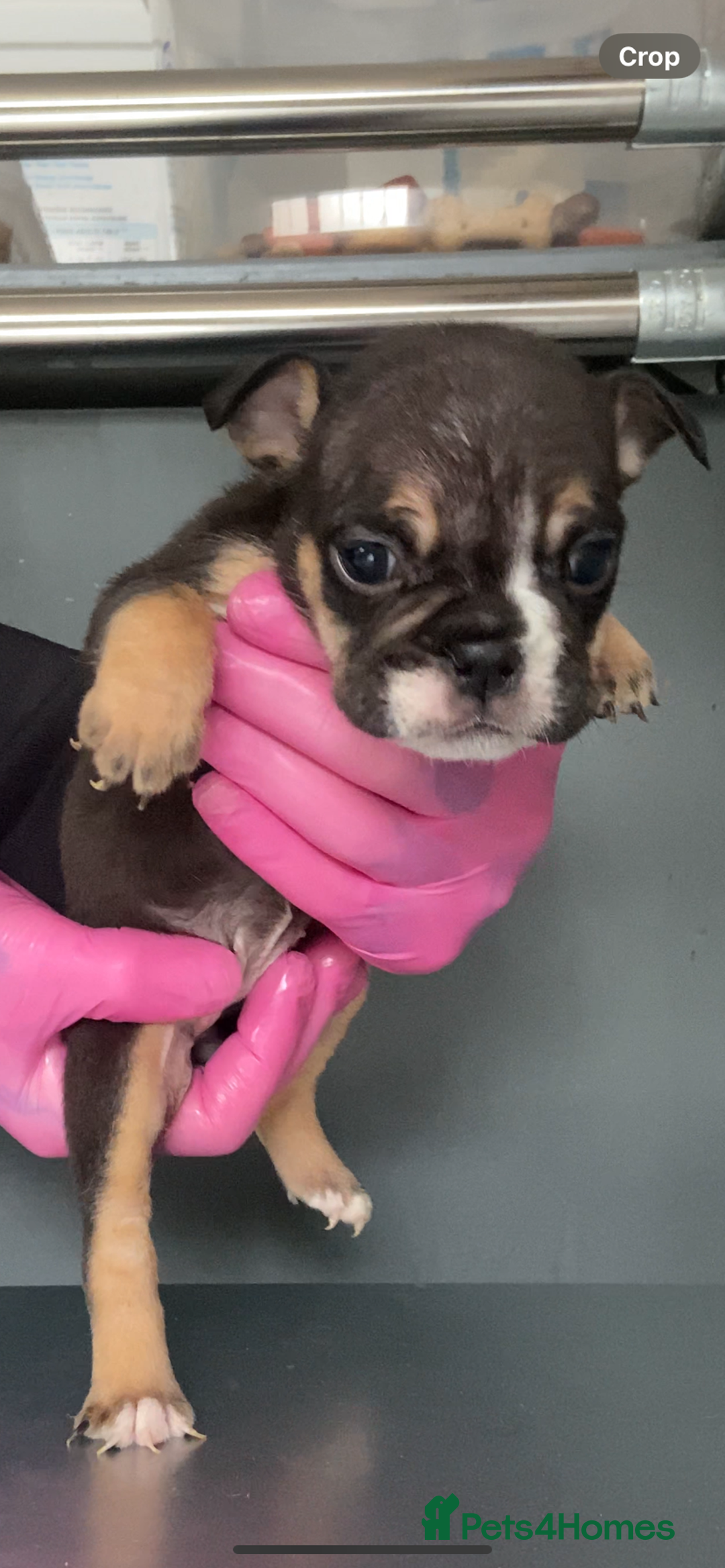 English Bulldog dogs for sale: KC registered English Bulldog Puppies  - Image 28