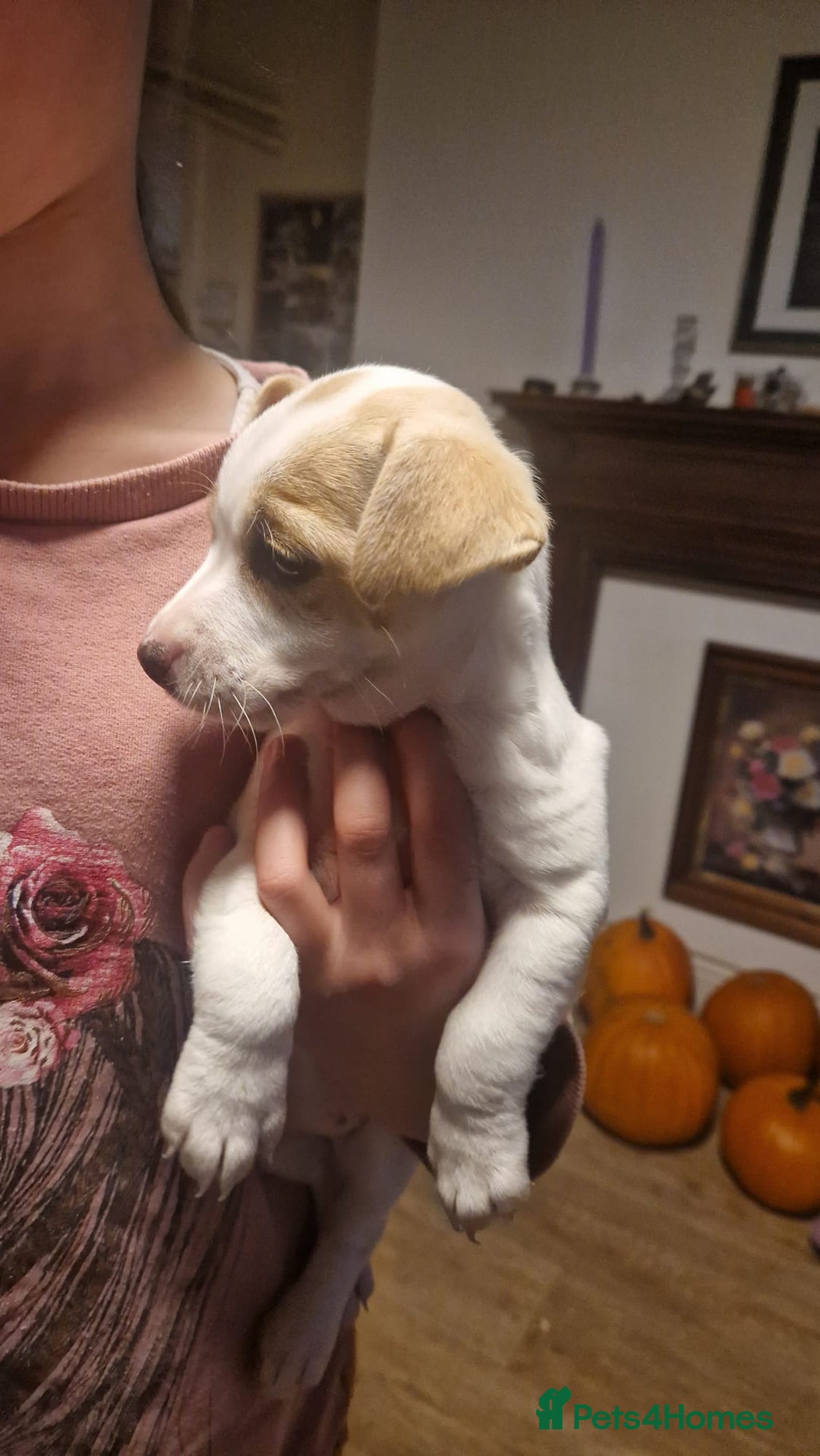 Mixed Breed dogs for sale: Jack Russell x Chihuahua puppies - Image 12