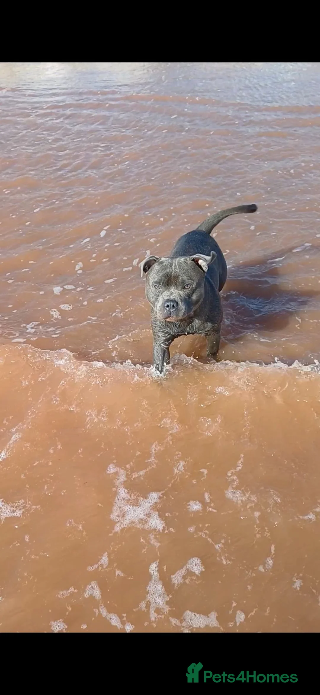 Staffordshire Bull Terrier dogs for stud: ZEUS for stud duties fully kc stunning blue lad  - Advert 2