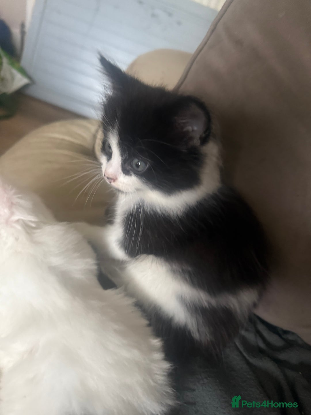 Mixed Breed cats for sale: Long haired fur balls  - Image 3