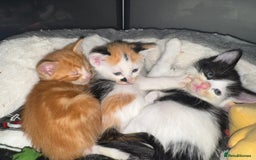 Mixed Breed cats for sale: Mixed kittens for sale - Image 10