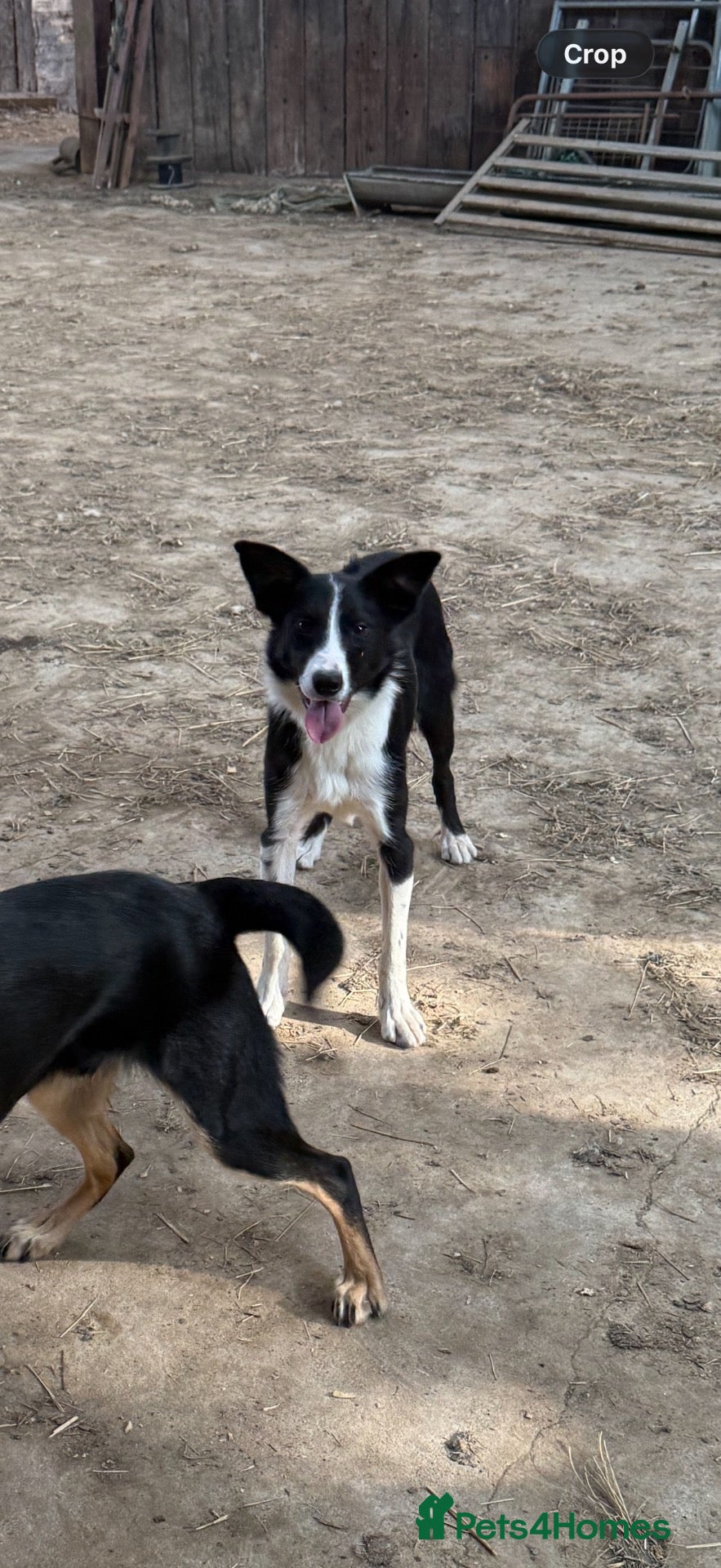 Border Collie dogs Border collie dog  - Advert 1