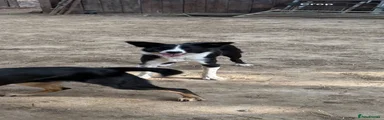 Border Collie 1