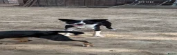 Border Collie dogs for sale: Border collie dog  - Advert 1