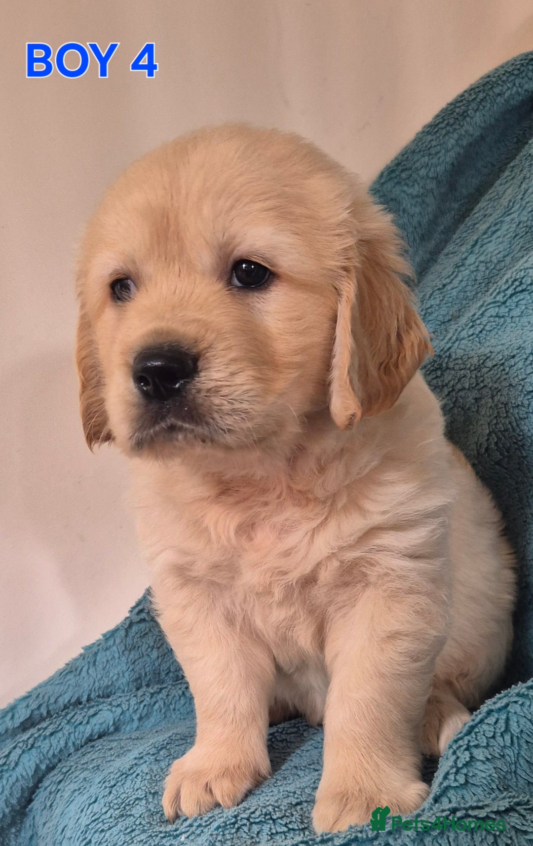 Golden Retriever dogs for sale: Show type Golden Retrievers health tested parents - Image 11
