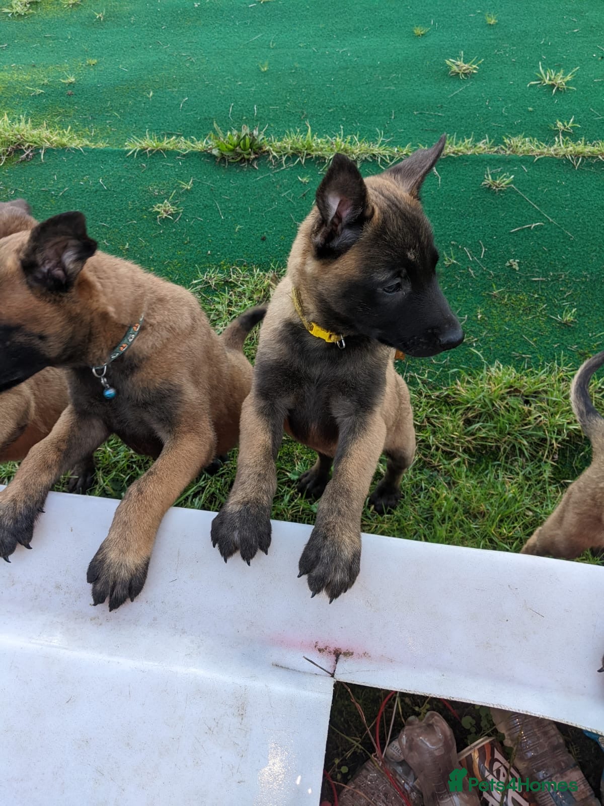 Belgian Shepherd Dog dogs Belgian Malinois - Advert 1