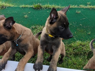 Belgian Shepherd Dog dogs Belgian Malinois - Advert 1