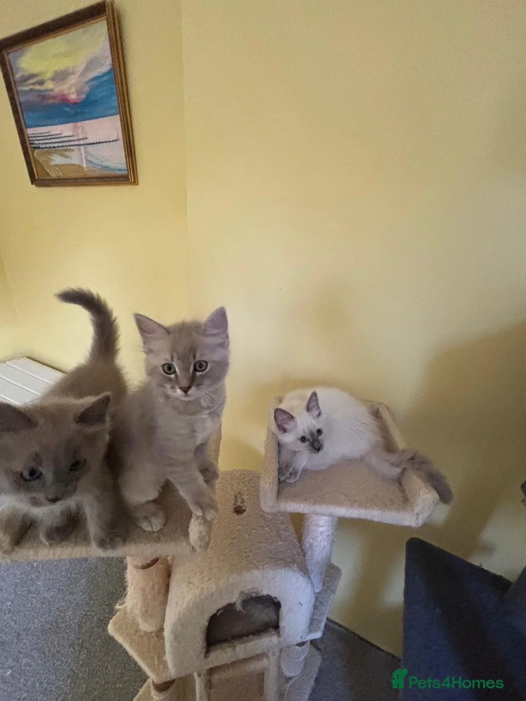 Ragdoll cats for sale: 🌟RAGDOLL KITTENS 🌟 - Advert 18