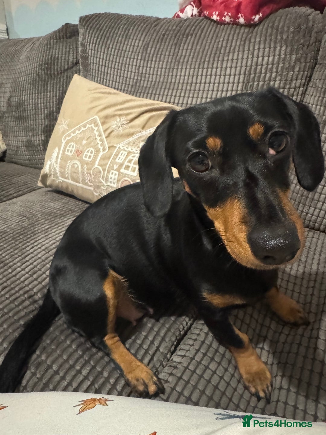 Mixed Breed dogs for sale: Miniature dachshund x jack russel - Advert 1