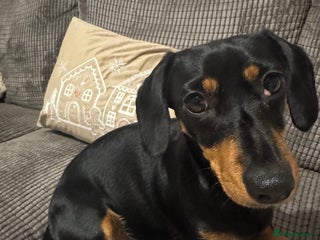 Mixed Breed dogs Miniature dachshund x jack russel - Advert 1