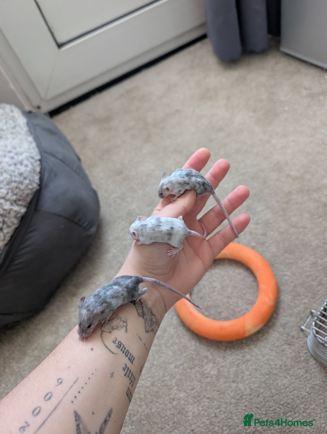 Mouse rodents for sale: Male and female splashed fancy mice  - Advert 8