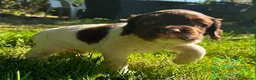 English Springer Spaniel dogs for sale: English Springer Spaniel, KC registered puppies - Advert 34