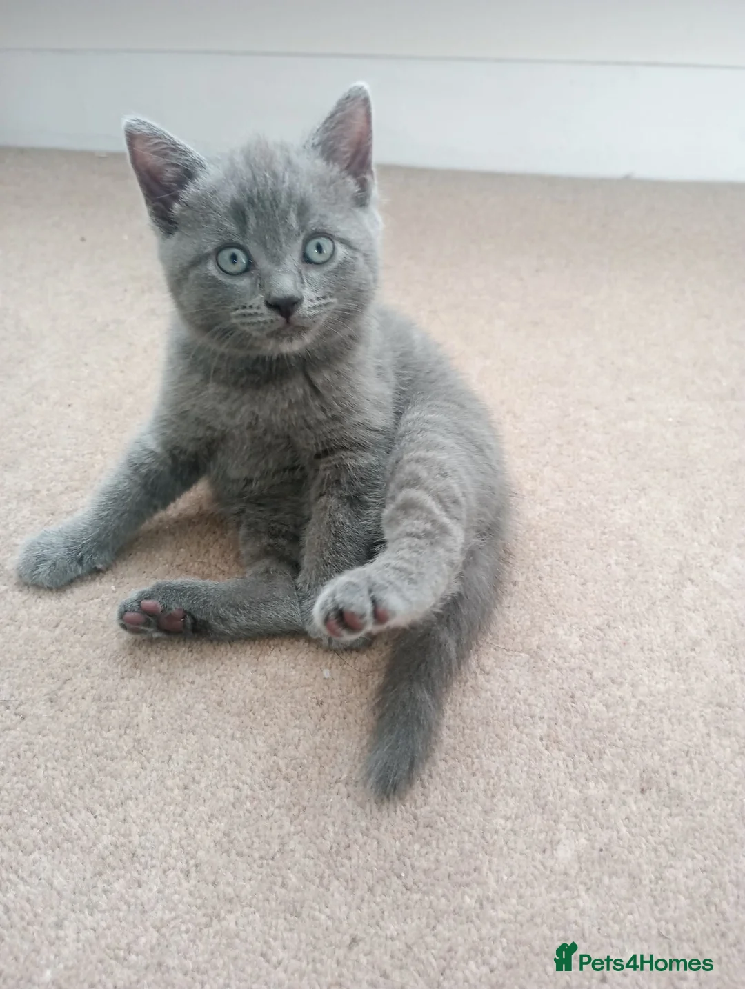 Mixed Breed cats for sale: British shorthair boy for sale in Boston - Advert 3