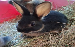 Mixed Breed rabbits for sale: Netherland dwarf x Dutch rabbits - Image 4