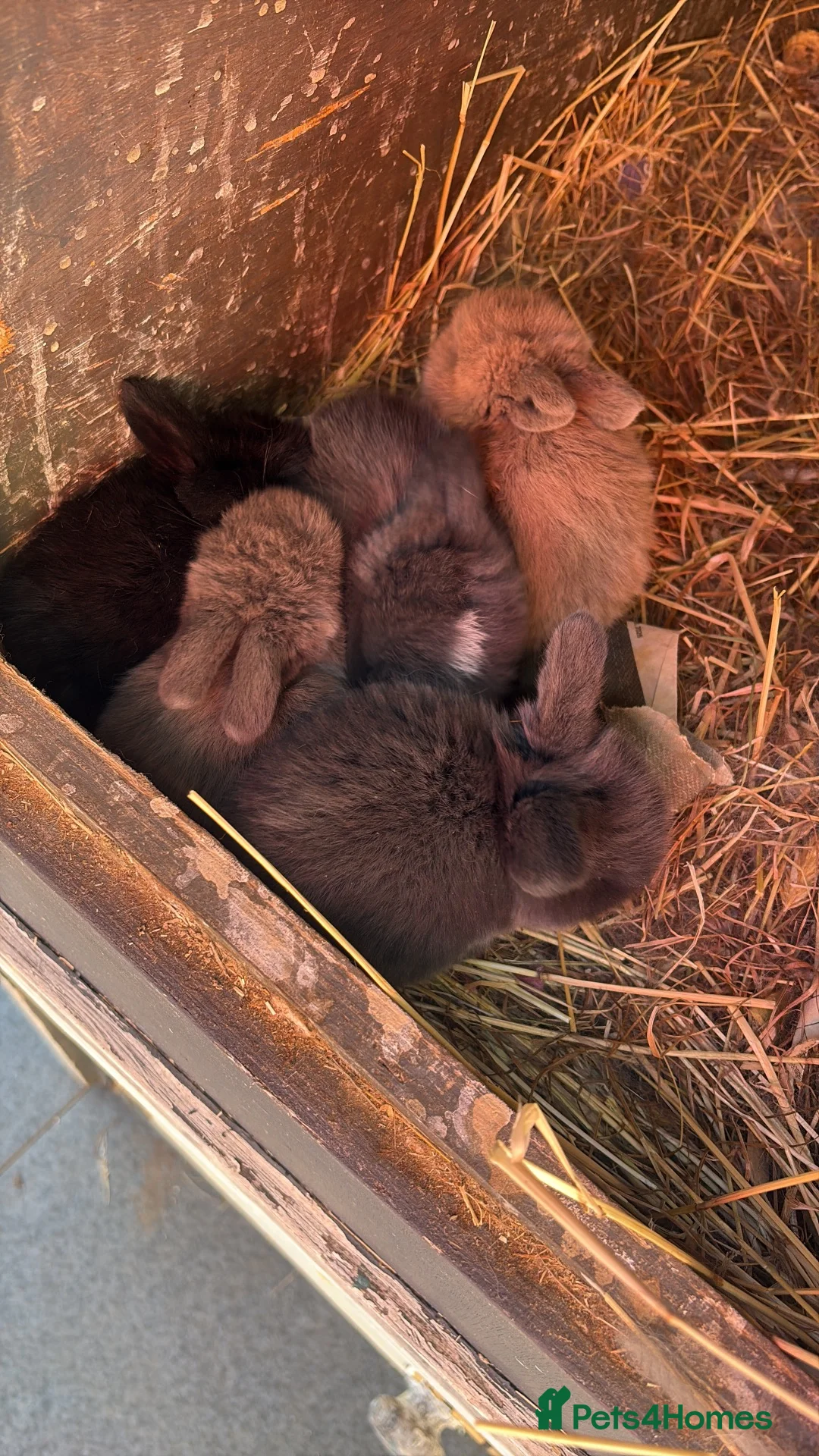 Mini Lop rabbits for sale: 5 gorgeous pure bred mini lop baby bunnies in Stourport-on-Severn - Advert 22
