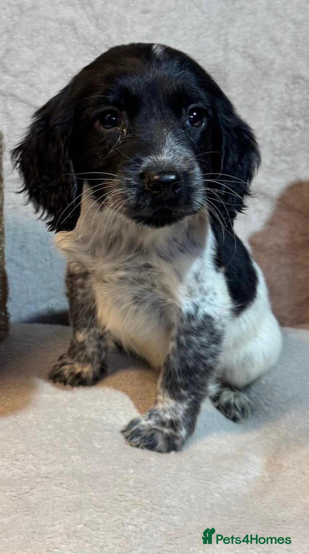 Cockapoo dogs for sale: Cockerpoo puppy - Advert 9