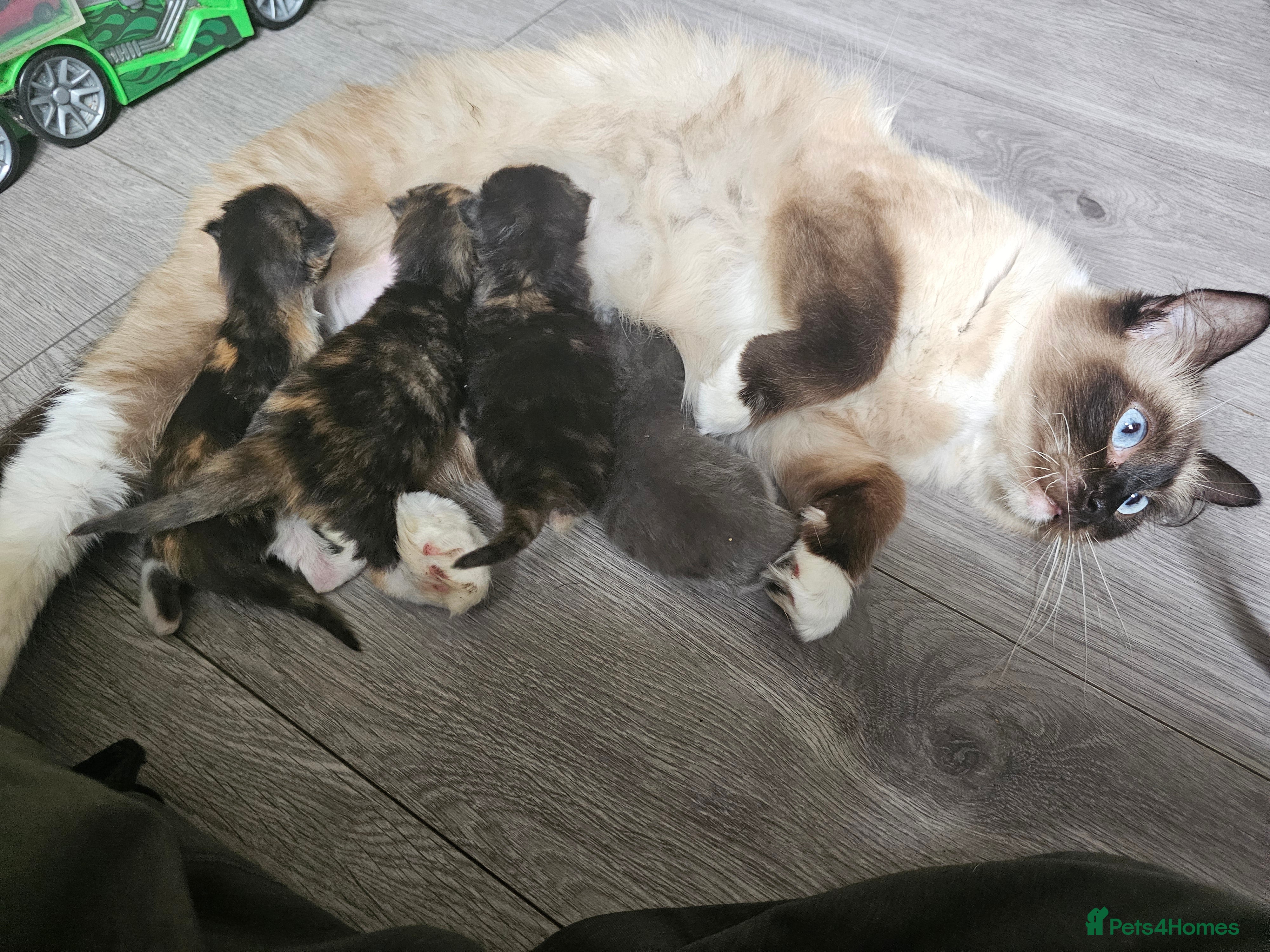 Ragdoll cats Gorgeous fluffy grey half ragdoll - Advert 18