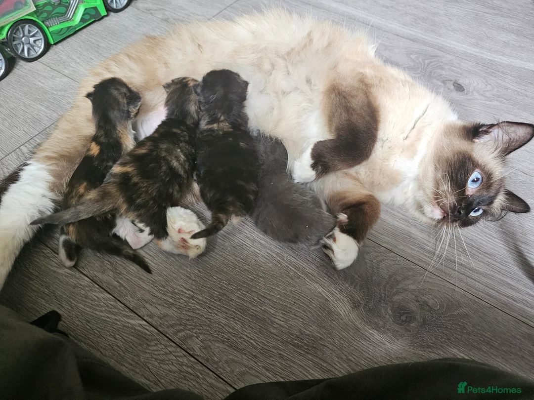 Ragdoll cats for sale: Gorgeous fluffy grey half ragdoll - Advert 1