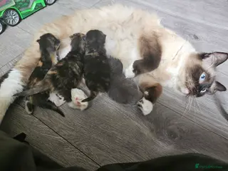 Ragdoll cats Gorgeous fluffy grey half ragdoll - Advert 2