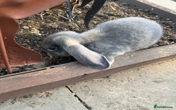 French Lop rabbits for sale: 3 Giant French Lops Bunnies 🐰🩵 - Image 5