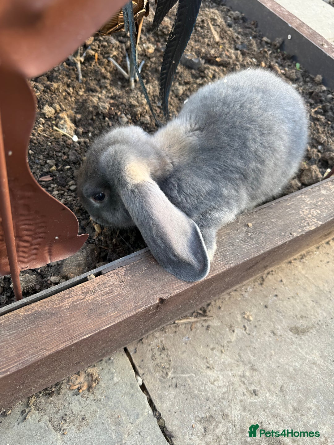 French Lop rabbits for sale: 3 Giant French Lops Bunnies 🐰🩵 - Image 5