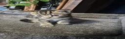 Norwegian Forest Cat cats for sale: Norwegian forest cat X marbled bengal - Advert 2