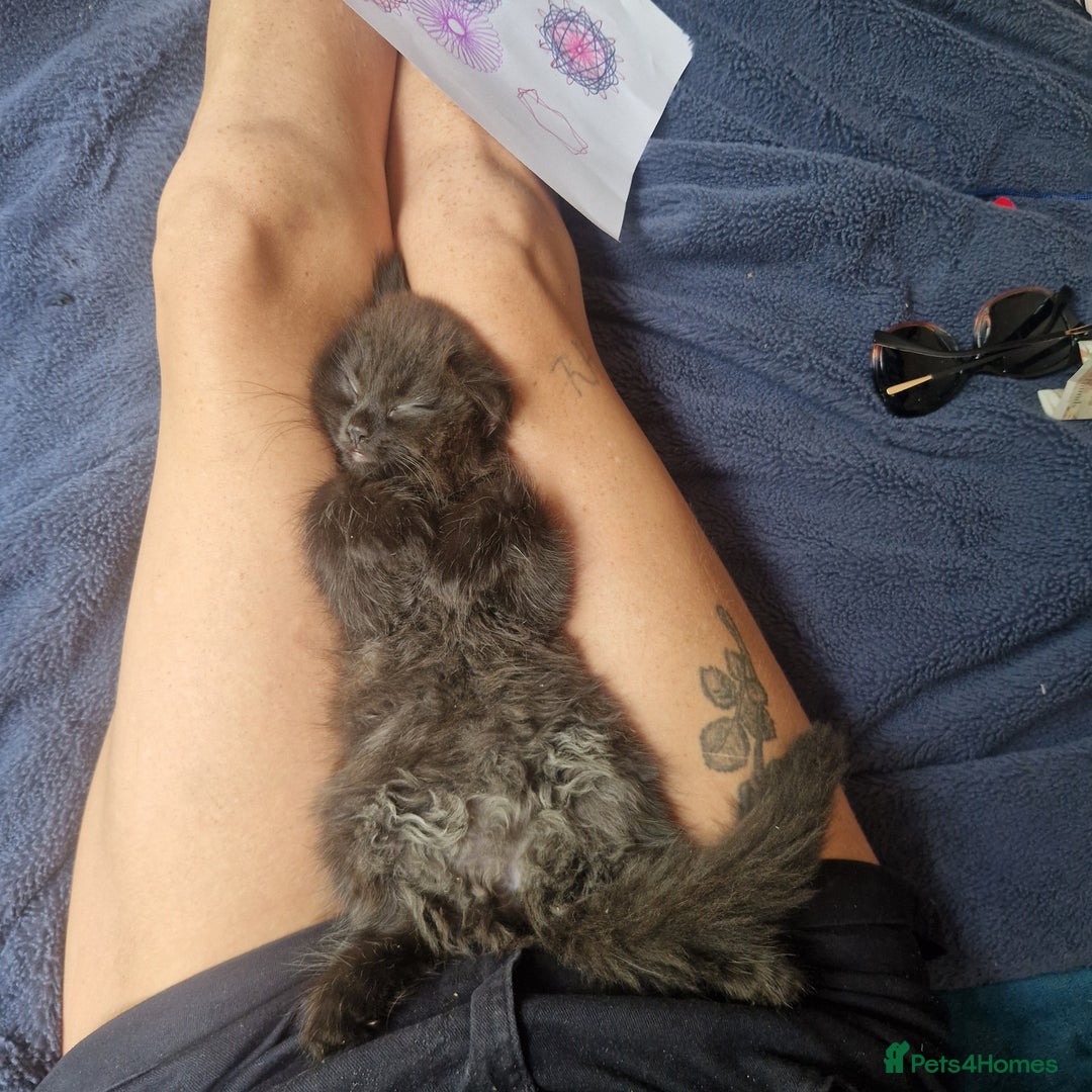 Mixed Breed cats for sale: Beautiful girl  - Image 5