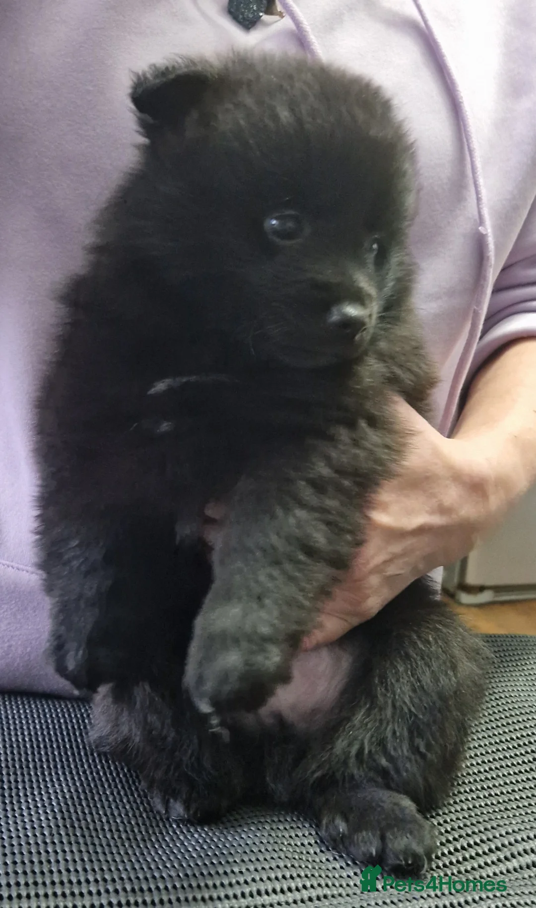 German Spitz dogs for sale: German spitz Mittel - Advert 17