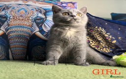 British Shorthair cats for sale: LAST 2 GCCF BSH Kittens – Ready NOW!! in Slough - Image 36