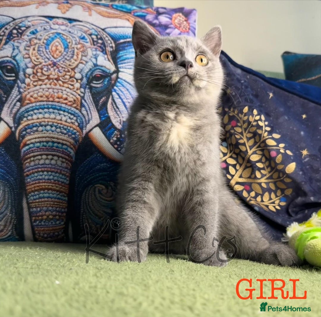 British Shorthair cats for sale: LAST 2 GCCF BSH Kittens – Ready NOW!! in Slough - Image 36