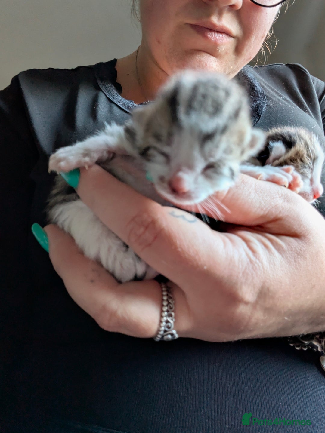Mixed Breed cats for sale: 4 stunning kittens  - Image 13