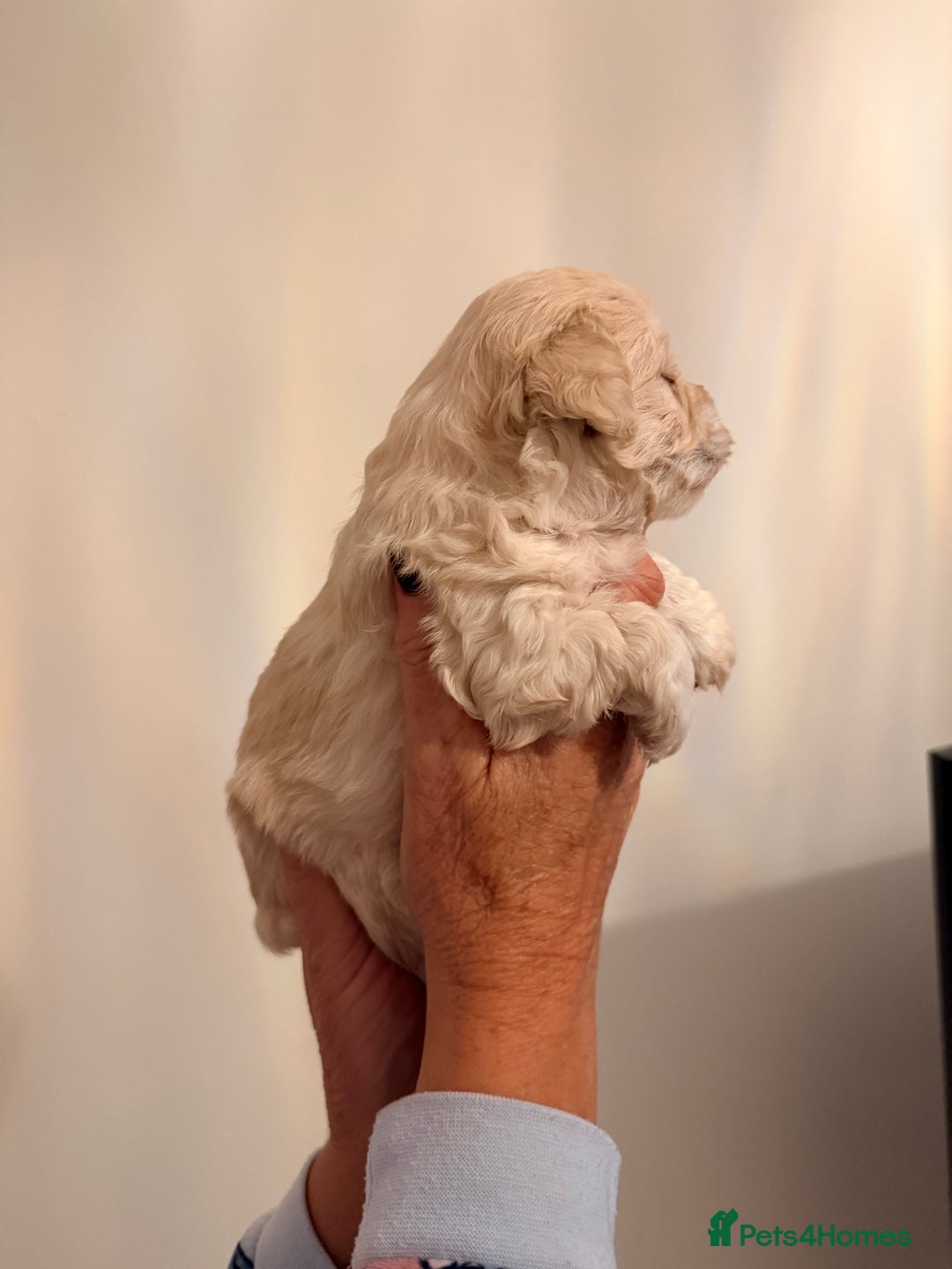 Maltipoo dogs for sale: Maltipoo puppies  - Advert 8