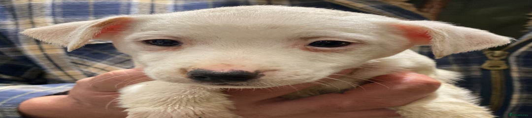 Jack Russell Puppy 4