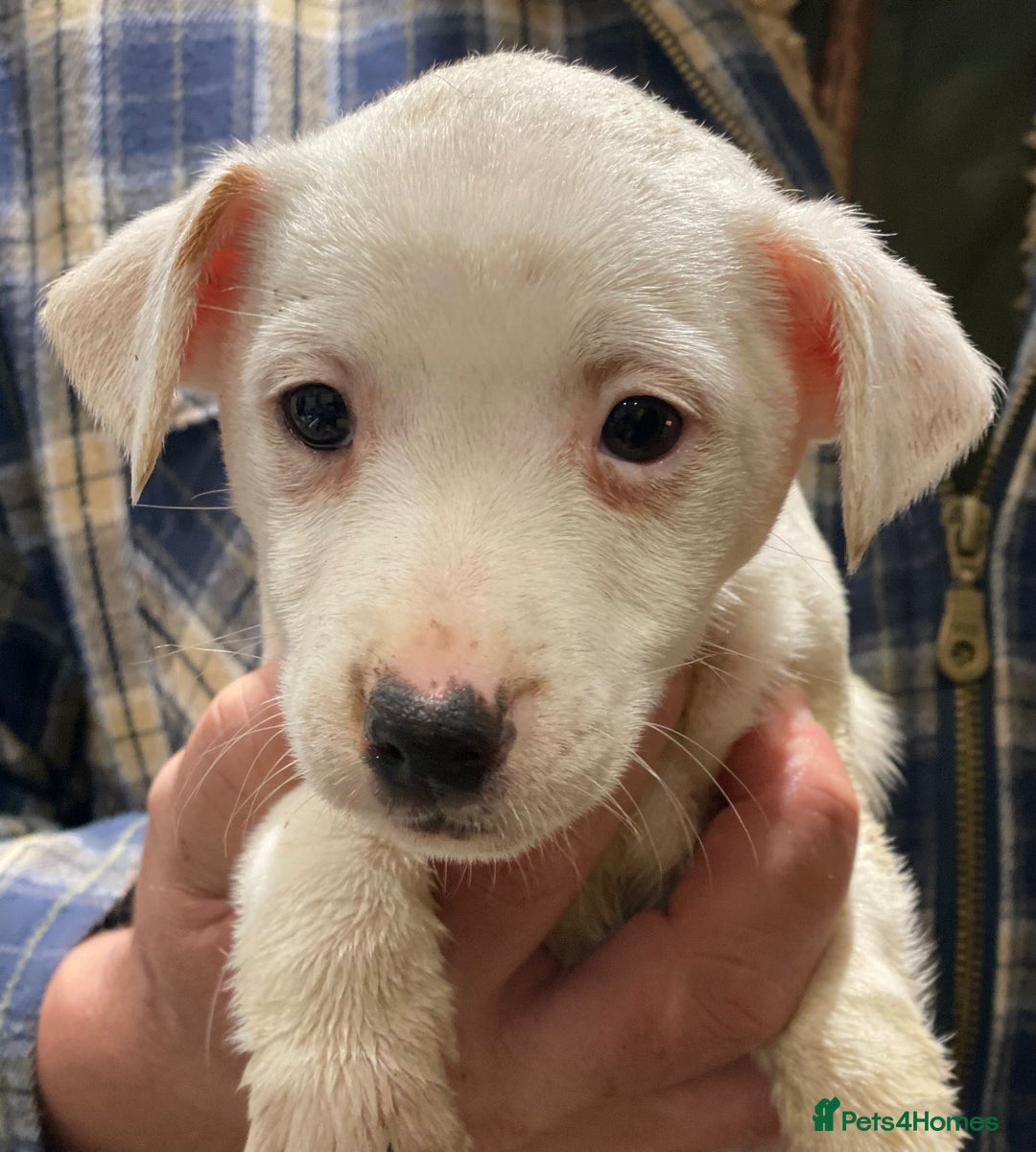 Jack Russell dogs for sale: Jack Russell Boys - Advert 6